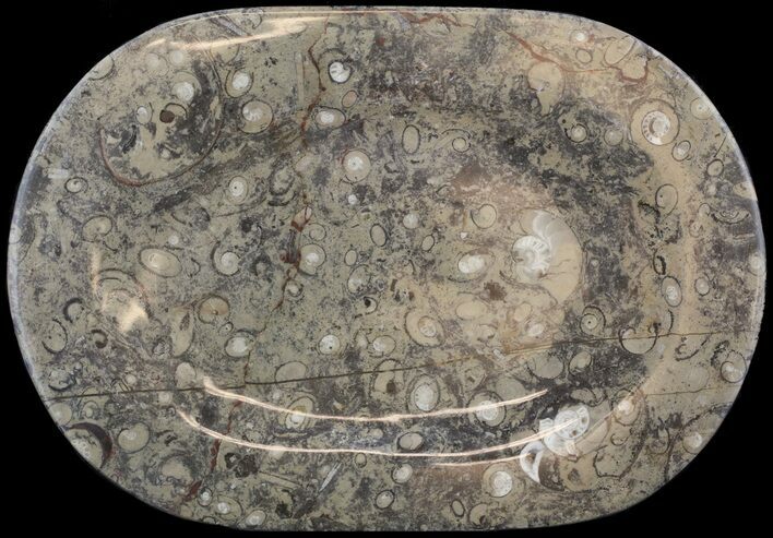 Fossil Orthoceras & Goniatite Plate - Stoneware #53087
